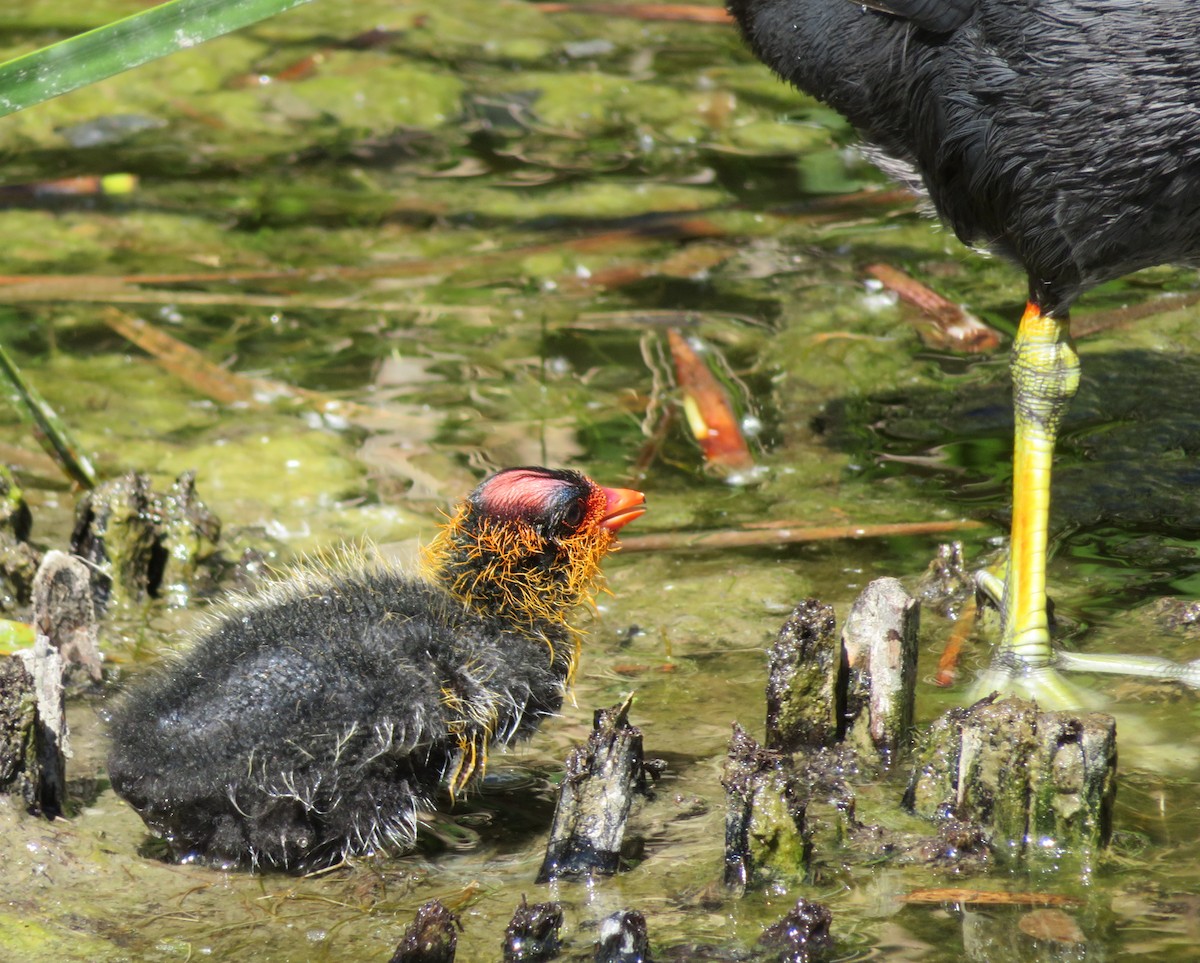 American Coot - ML99151021