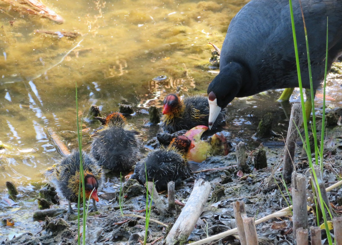 American Coot - Anonymous