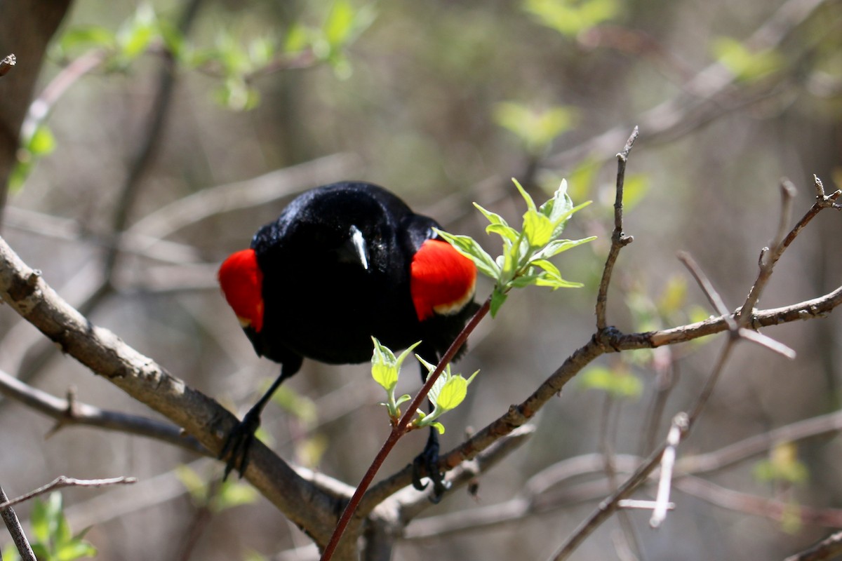 Red-winged Blackbird - Gustino Lanese