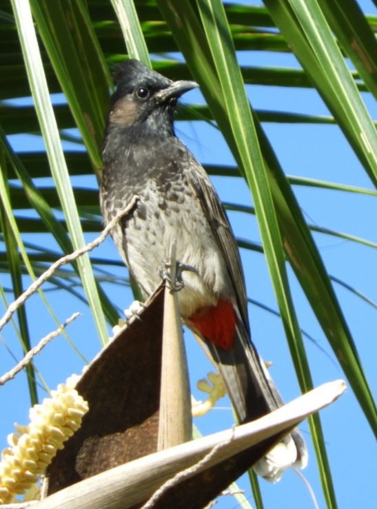 Red-vented Bulbul - ML99151081