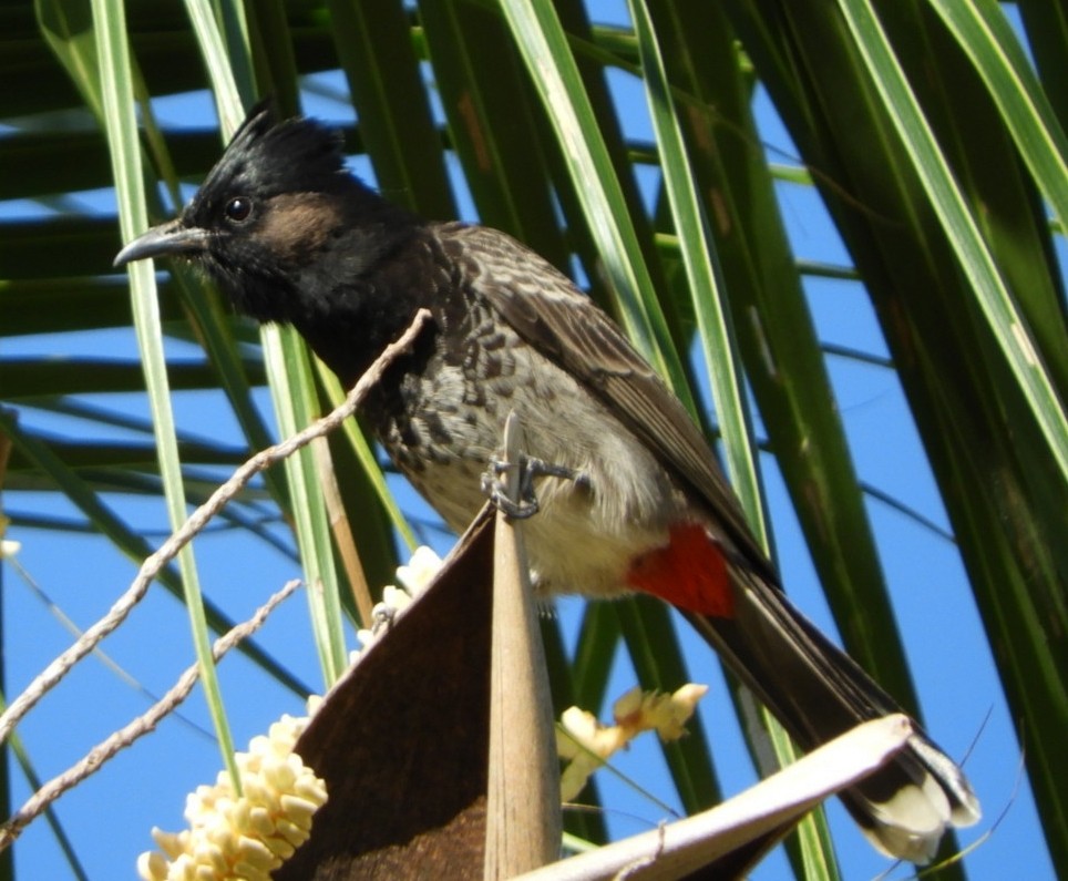 Red-vented Bulbul - ML99151091