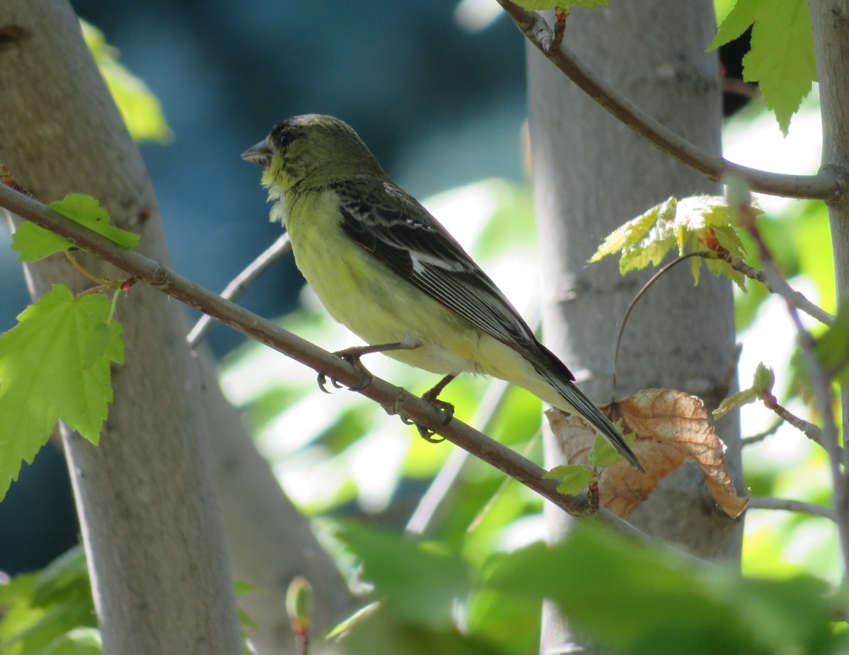 Lesser Goldfinch - Anonymous