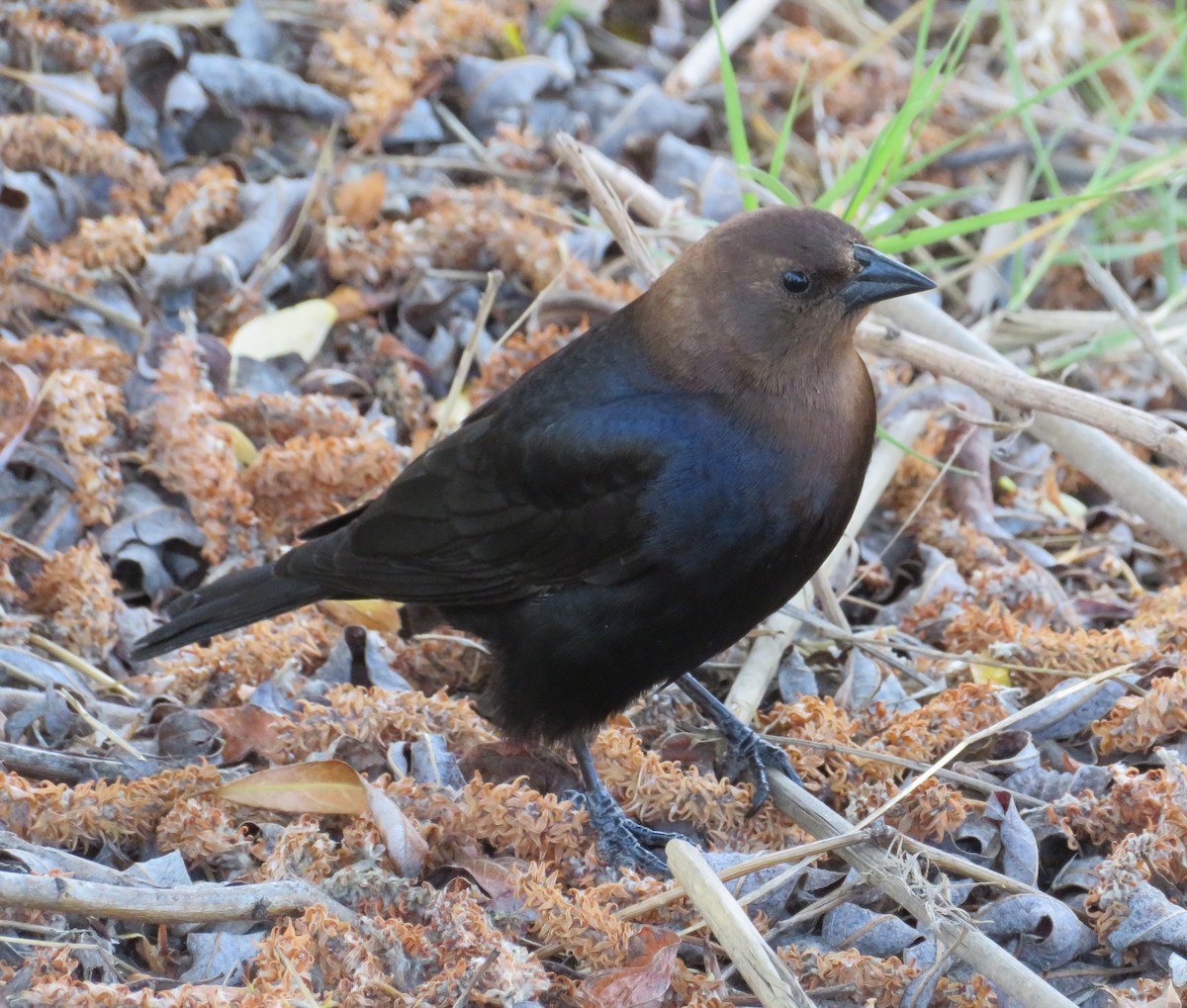 Brown-headed Cowbird - ML99151361