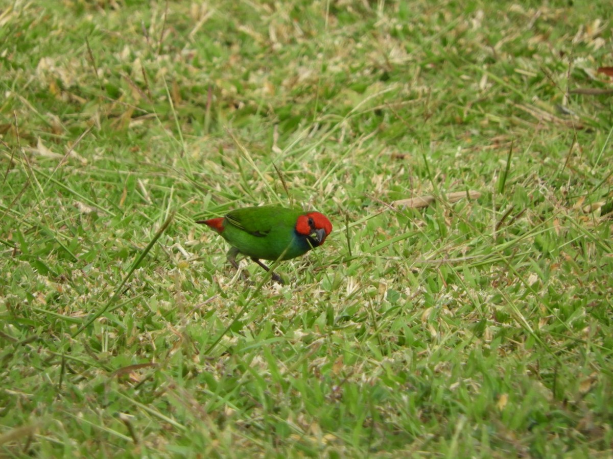 Fiji Parrotfinch - ML99151711