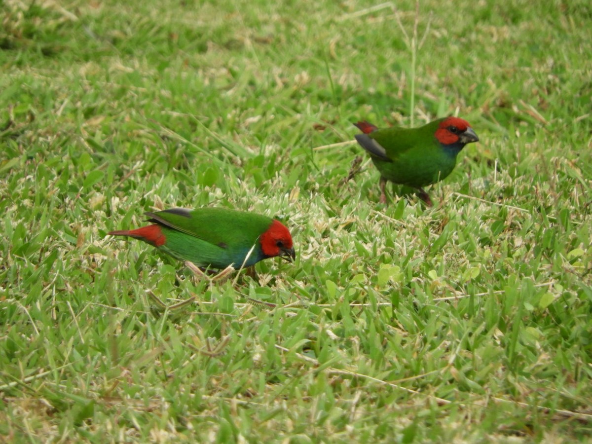 Fiji Parrotfinch - ML99151801