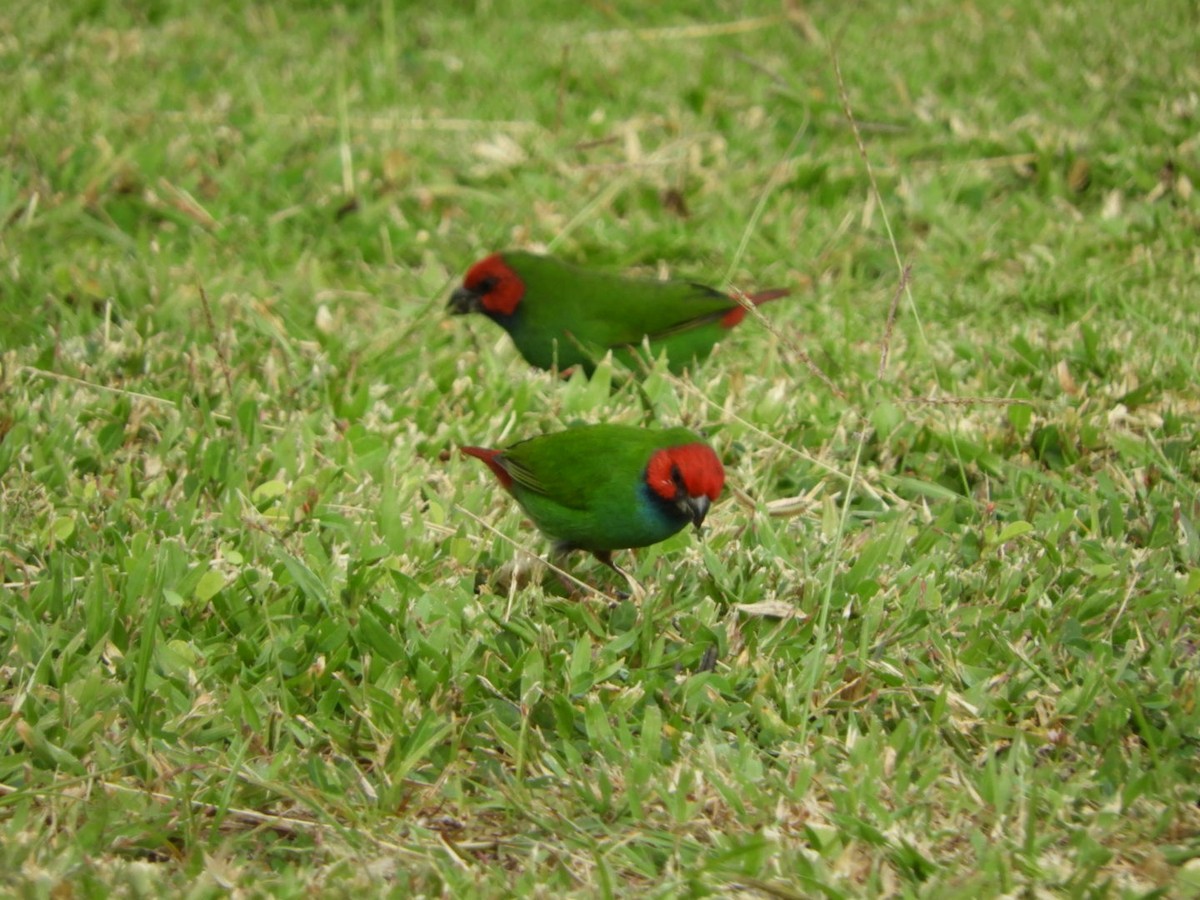 Fiji Parrotfinch - ML99151821