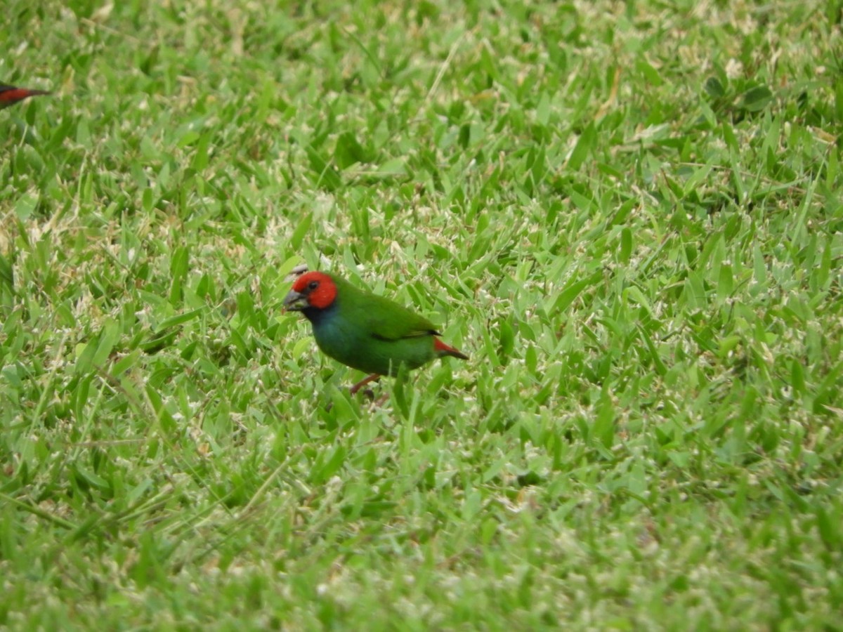 Fiji Parrotfinch - ML99151881