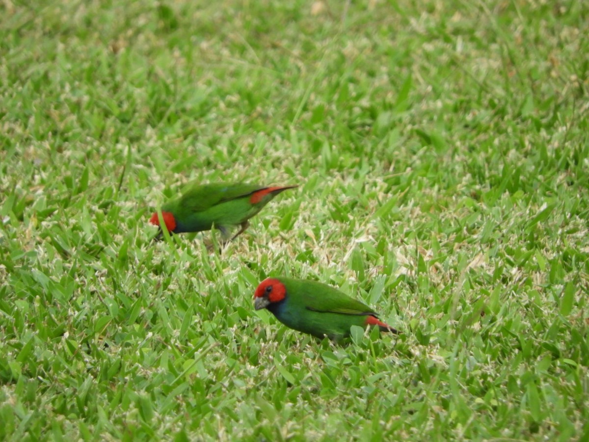 Fiji Parrotfinch - ML99151891