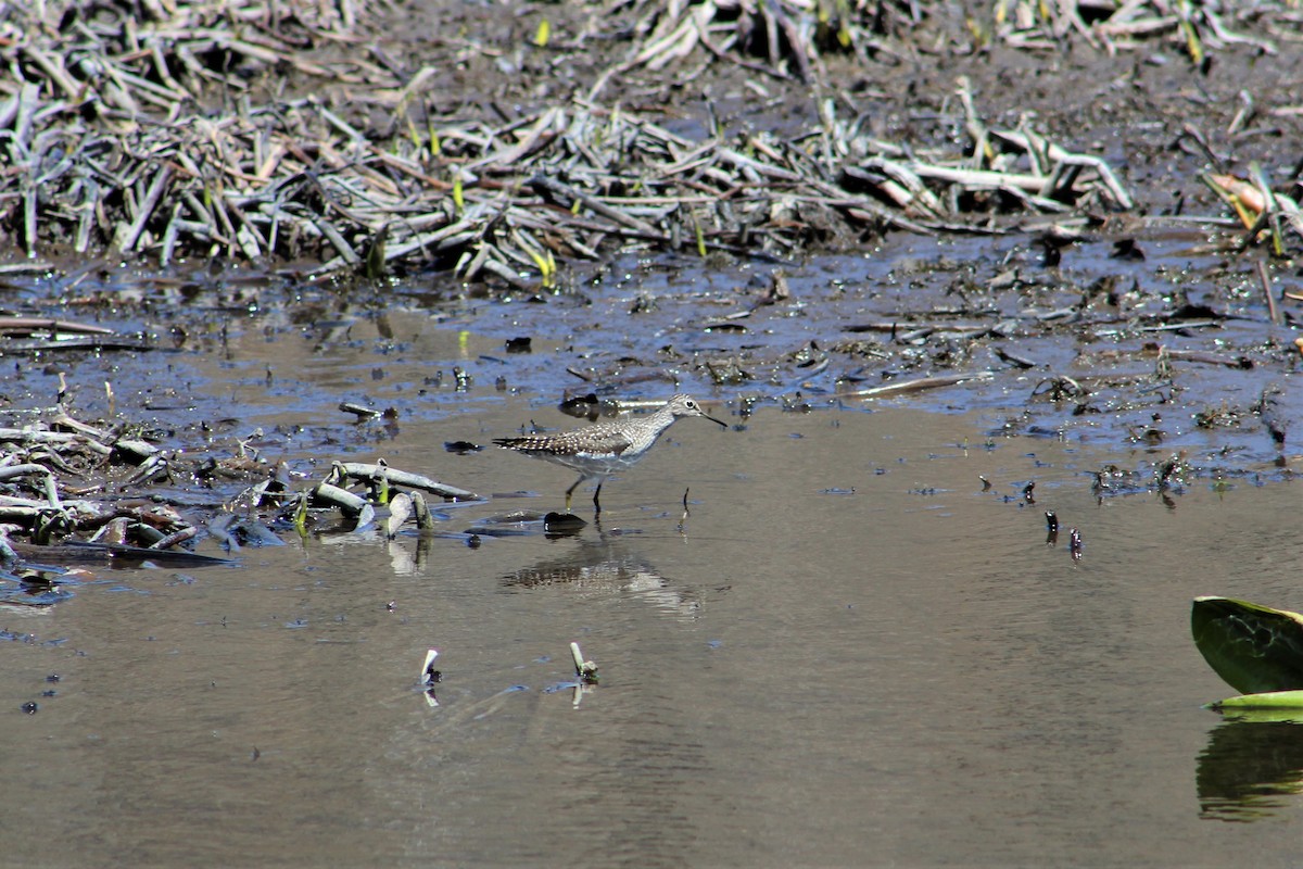 Solitary Sandpiper - ML99152211