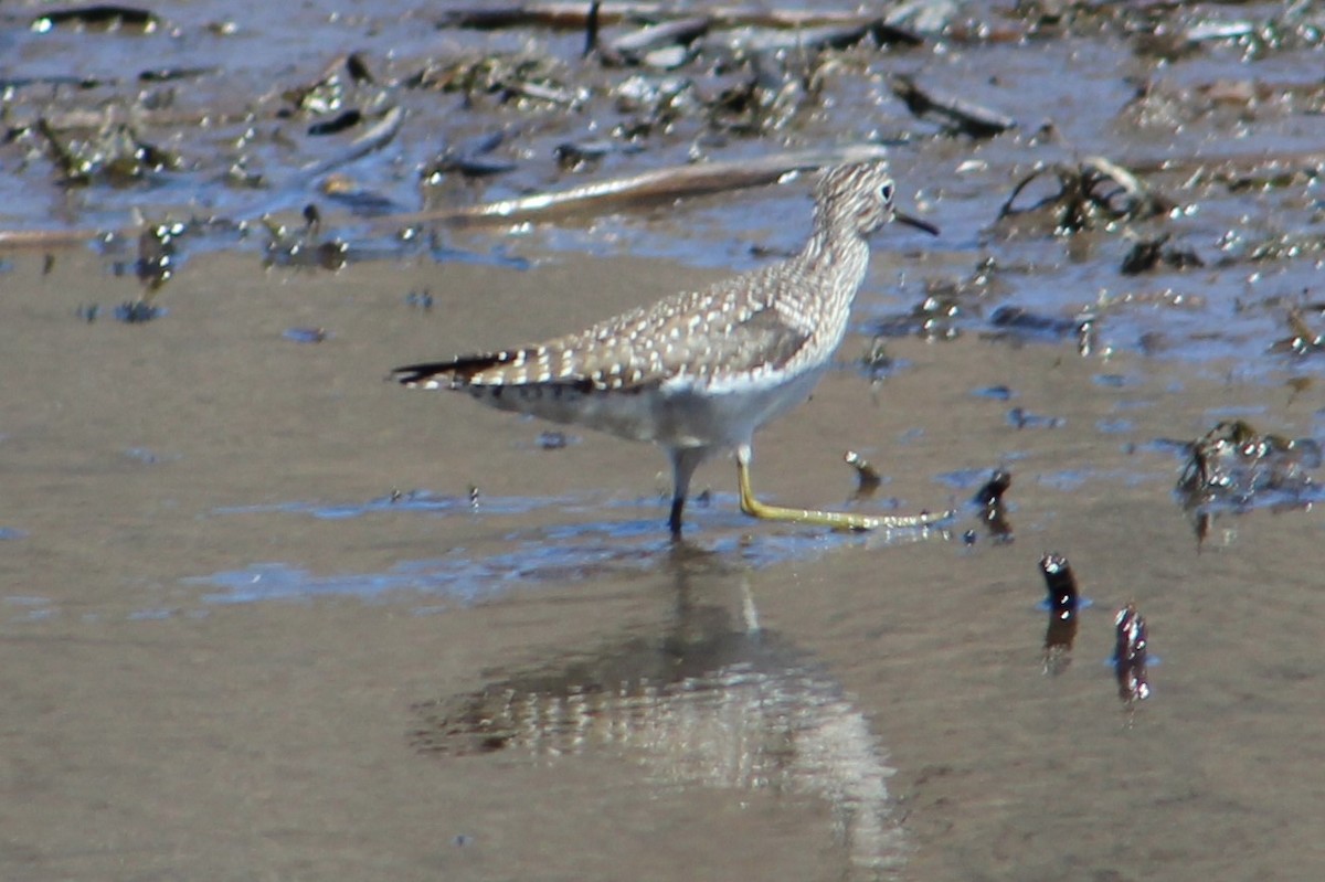 eremittsnipe - ML99152231