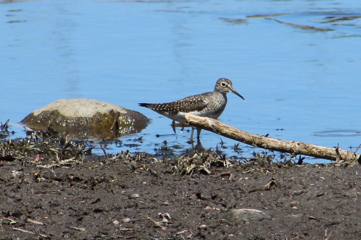 Solitary Sandpiper - ML99152251