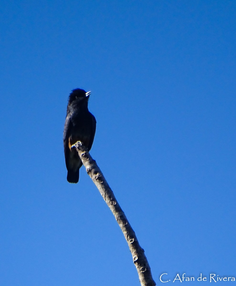 Swallow-winged Puffbird - ML99152511