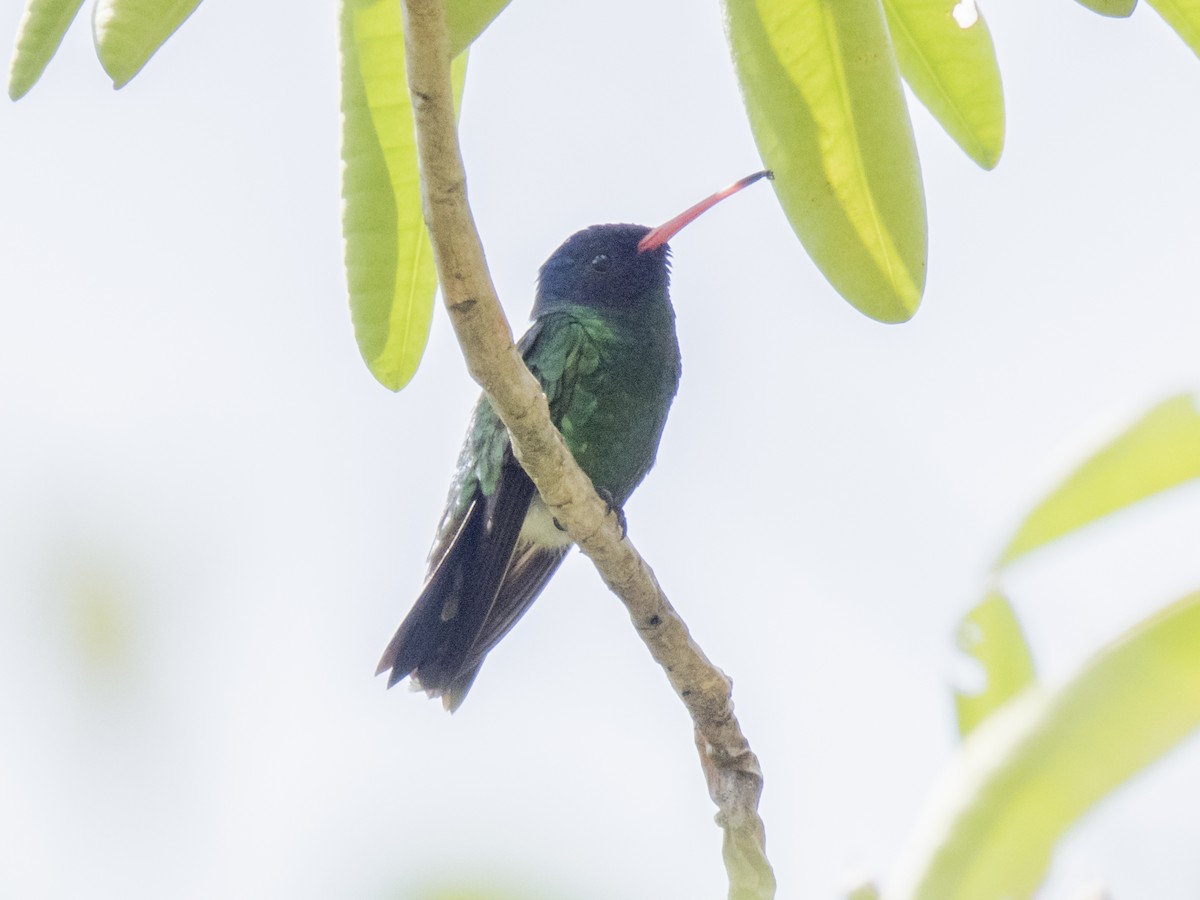 kolibřík modrohlavý - ML99152751