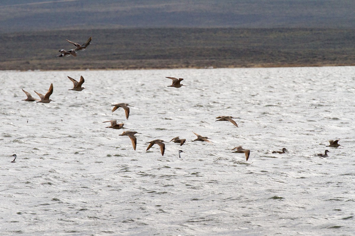 Marbled Godwit - ML99153551