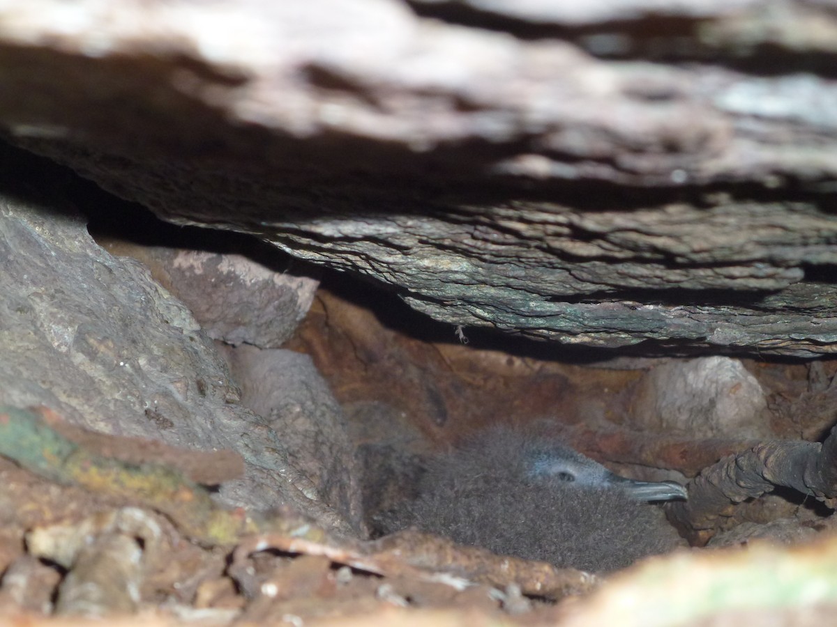 Audubon's Shearwater - ML99154011