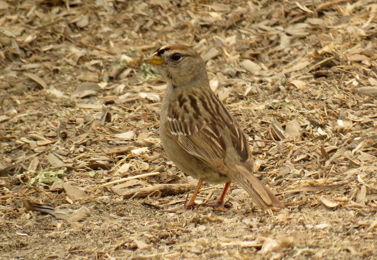 White-crowned Sparrow - ML99154371