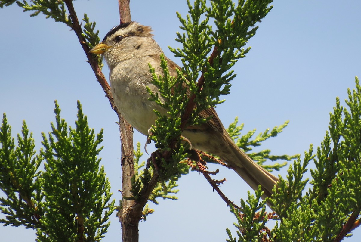 White-crowned Sparrow - ML99154391