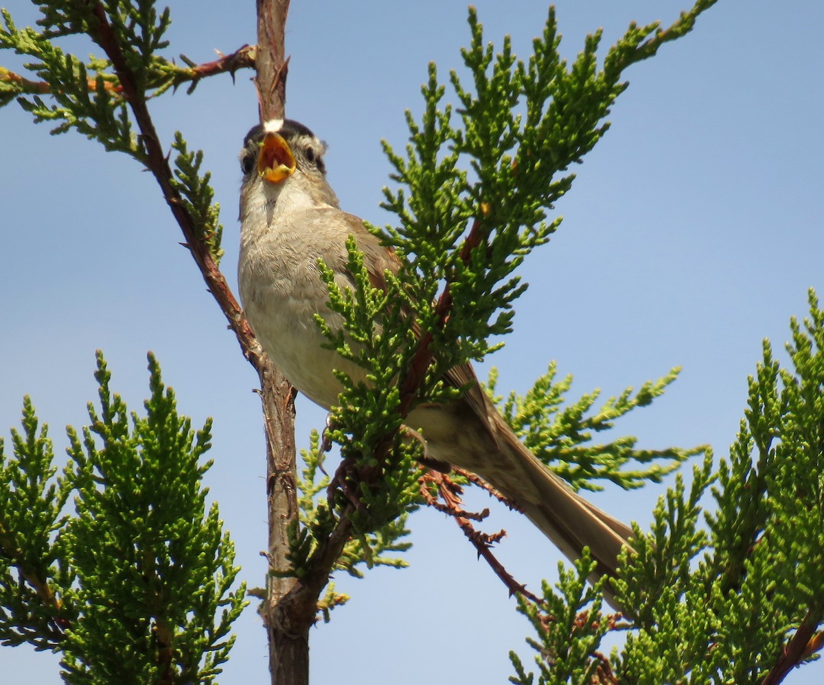 White-crowned Sparrow - ML99154451