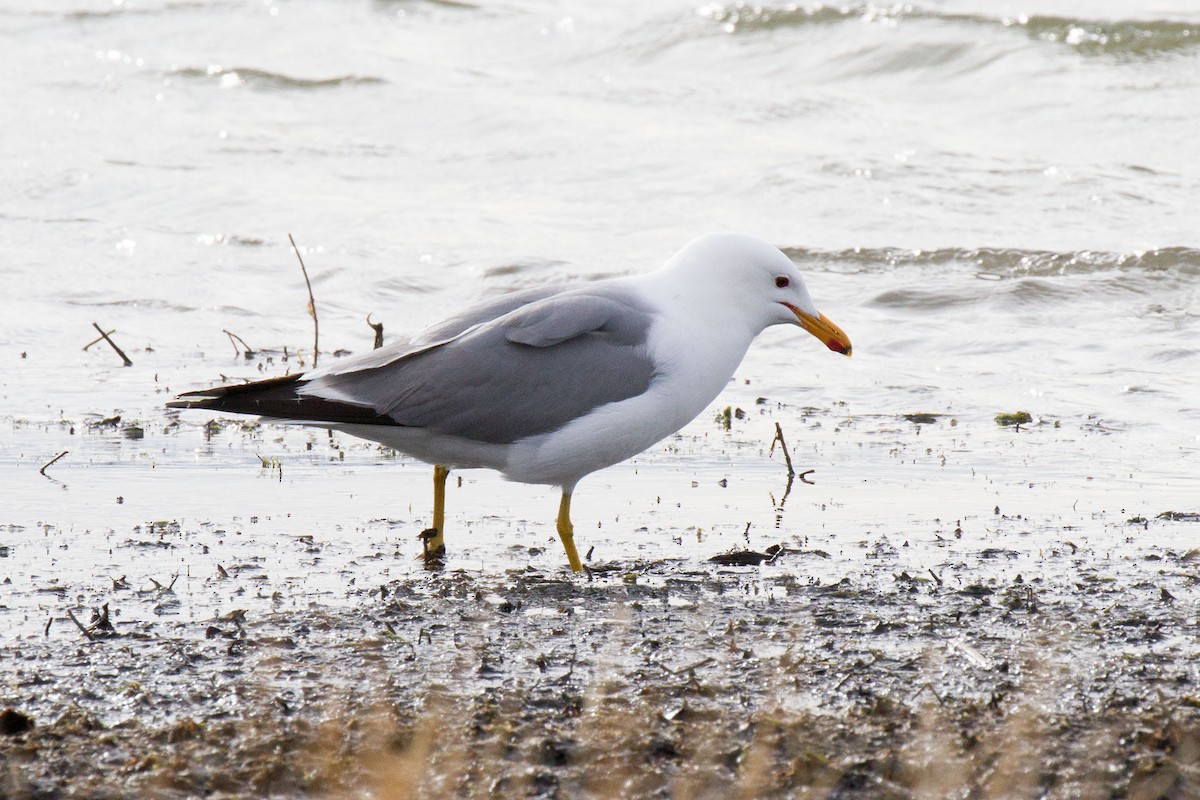 California Gull - Kristof Zyskowski