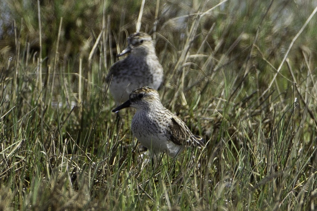 Semipalmated Sandpiper - ML99156101