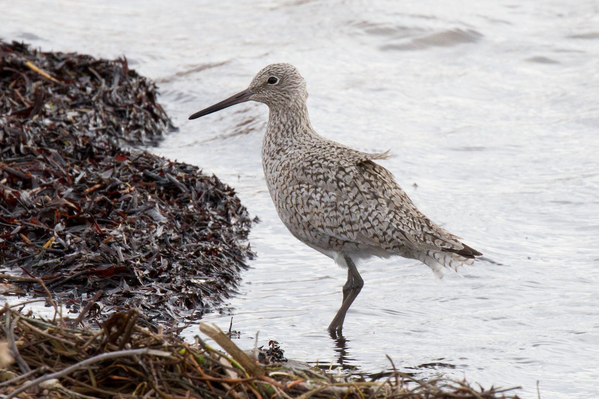 willetsnipe (inornata) - ML99157011