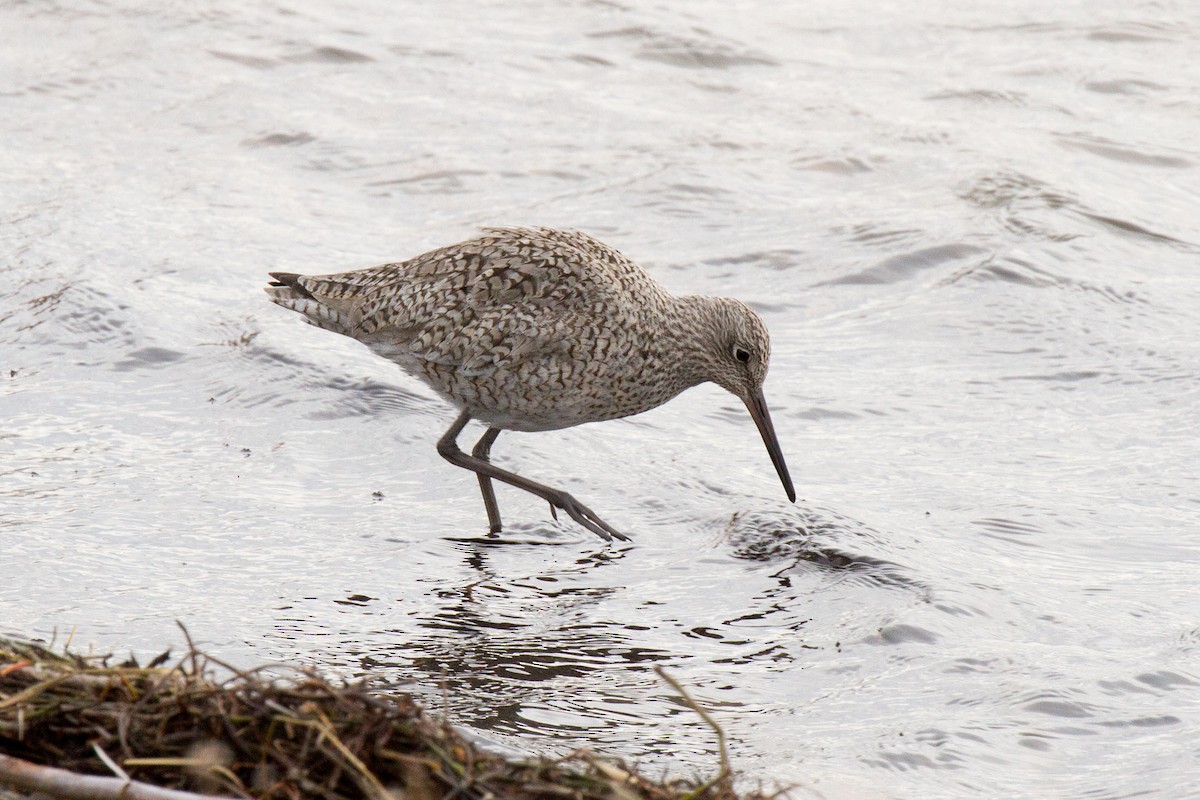 Willet (Western) - Kristof Zyskowski