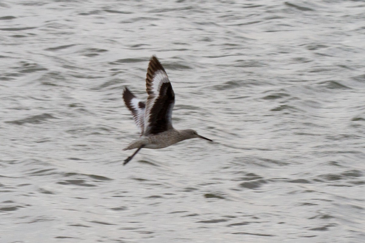 willetsnipe (inornata) - ML99157071