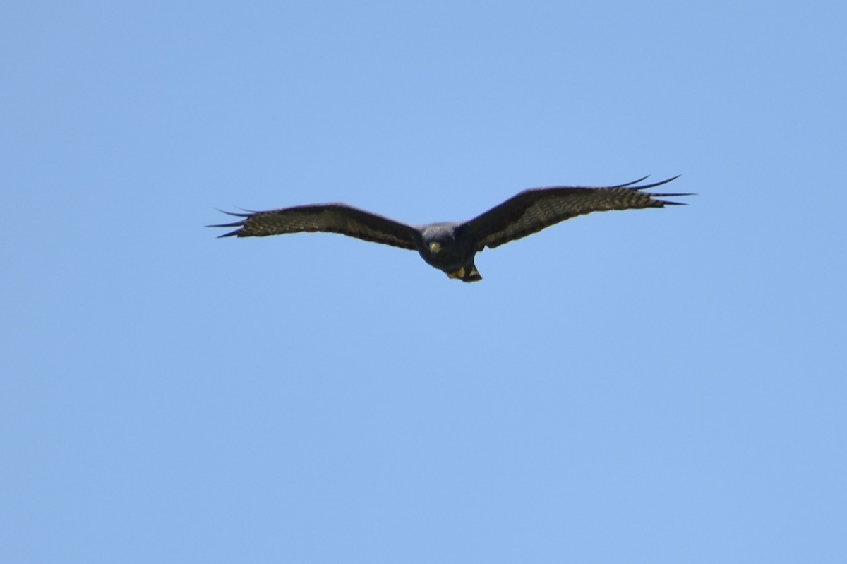 Zone-tailed Hawk - ML99157411