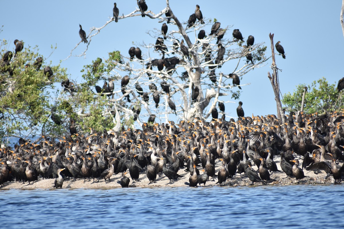 Double-crested Cormorant - ML99158451