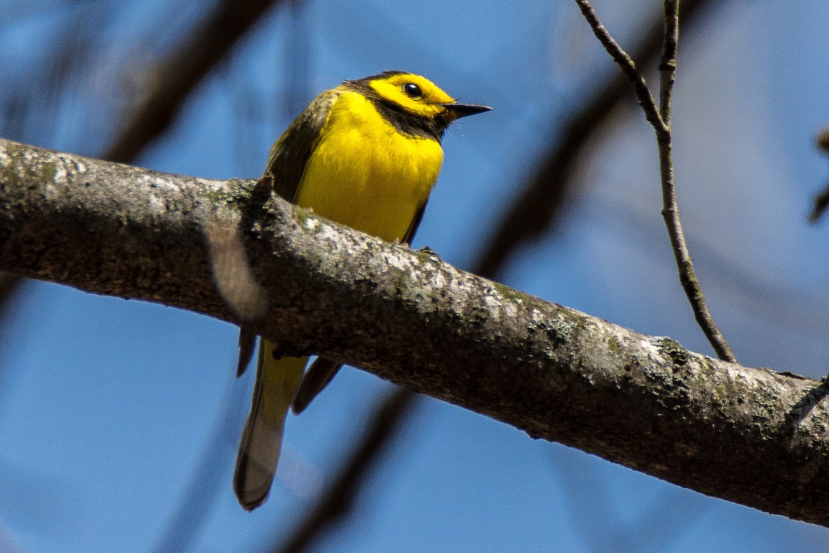 Hooded Warbler - ML99158771