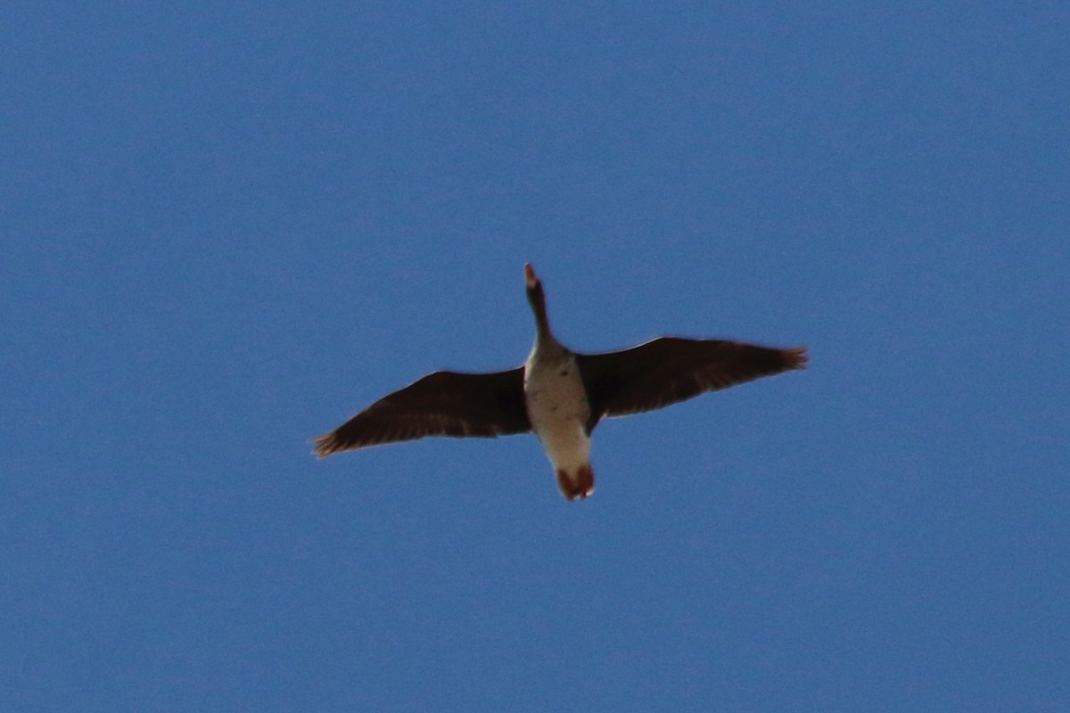 Greater White-fronted Goose - Jose Castro