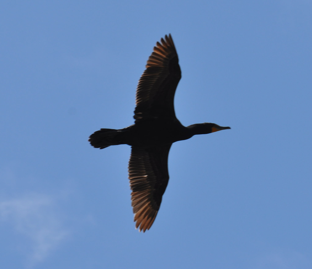 Double-crested Cormorant - Tim Sunderman