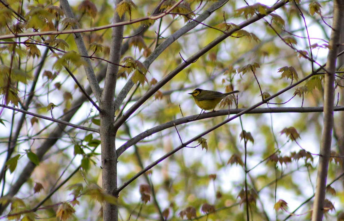 Hooded Warbler - ML99163861