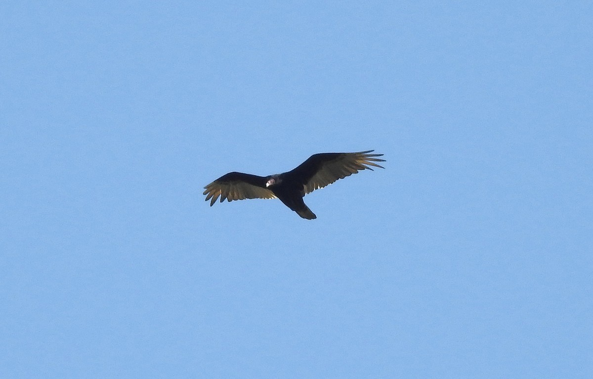 Turkey Vulture - ML99164861