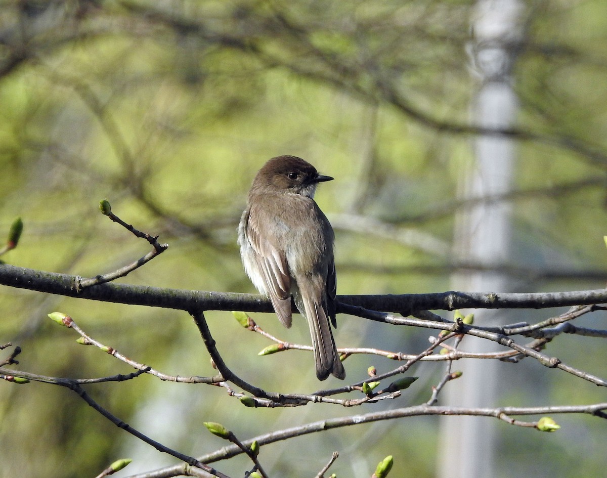 Eastern Phoebe - ML99164921