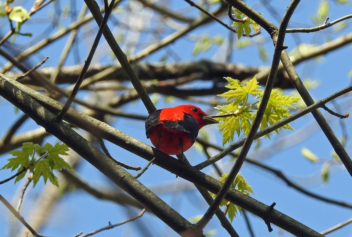 Scarlet Tanager - ML99165021