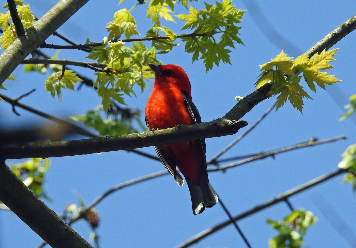Scarlet Tanager - ML99165061