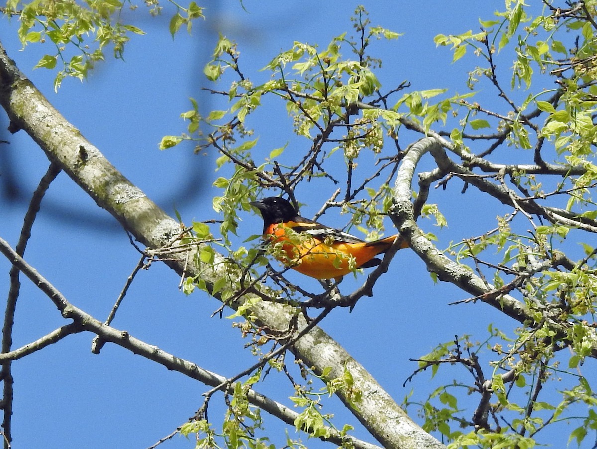 Baltimore Oriole - ML99165101