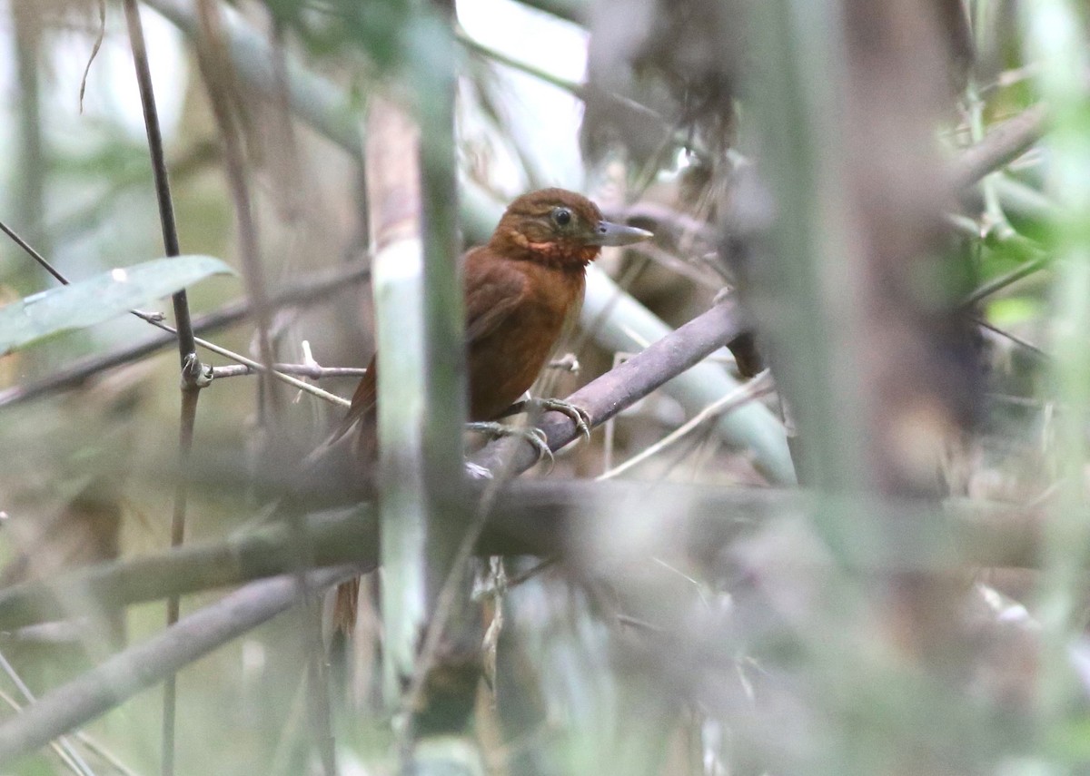 Peruvian Recurvebill - Rohan van Twest