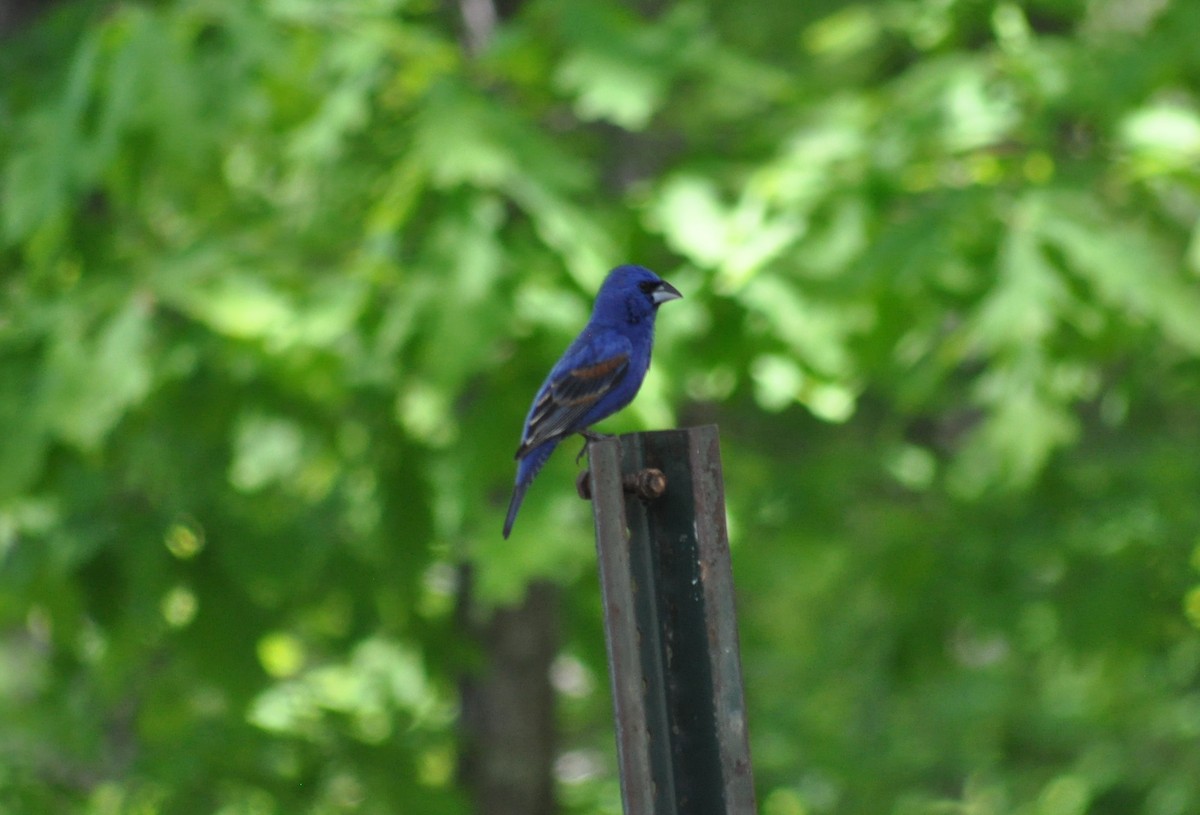 Blue Grosbeak - ML99166831