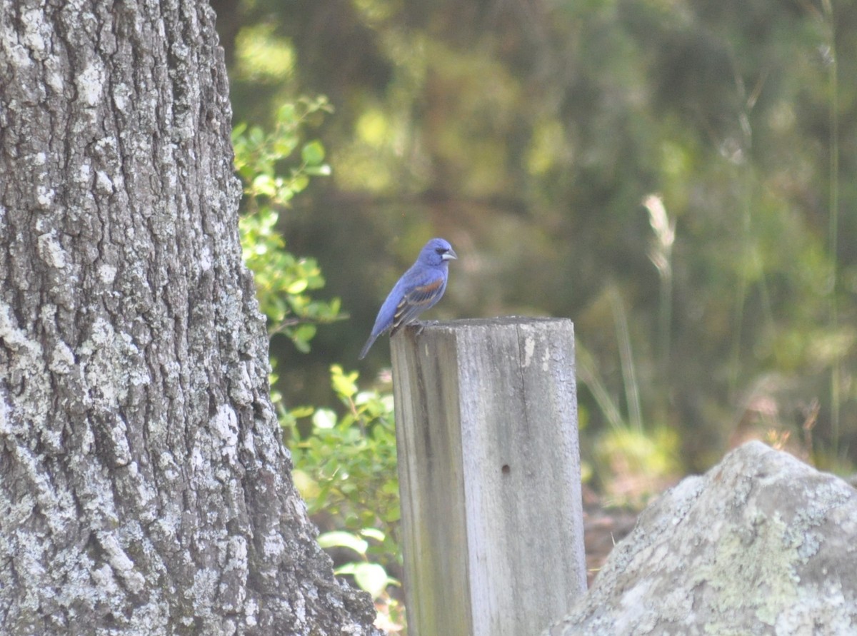 Blue Grosbeak - ML99166871