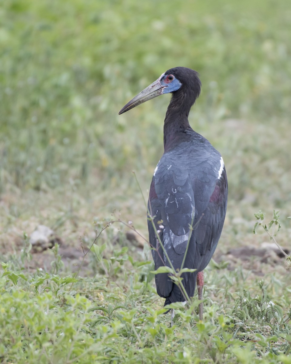 Cigogne d'Abdim - ML99168061