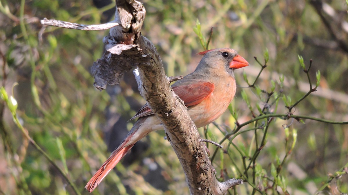 Cardinal rouge - ML99168961