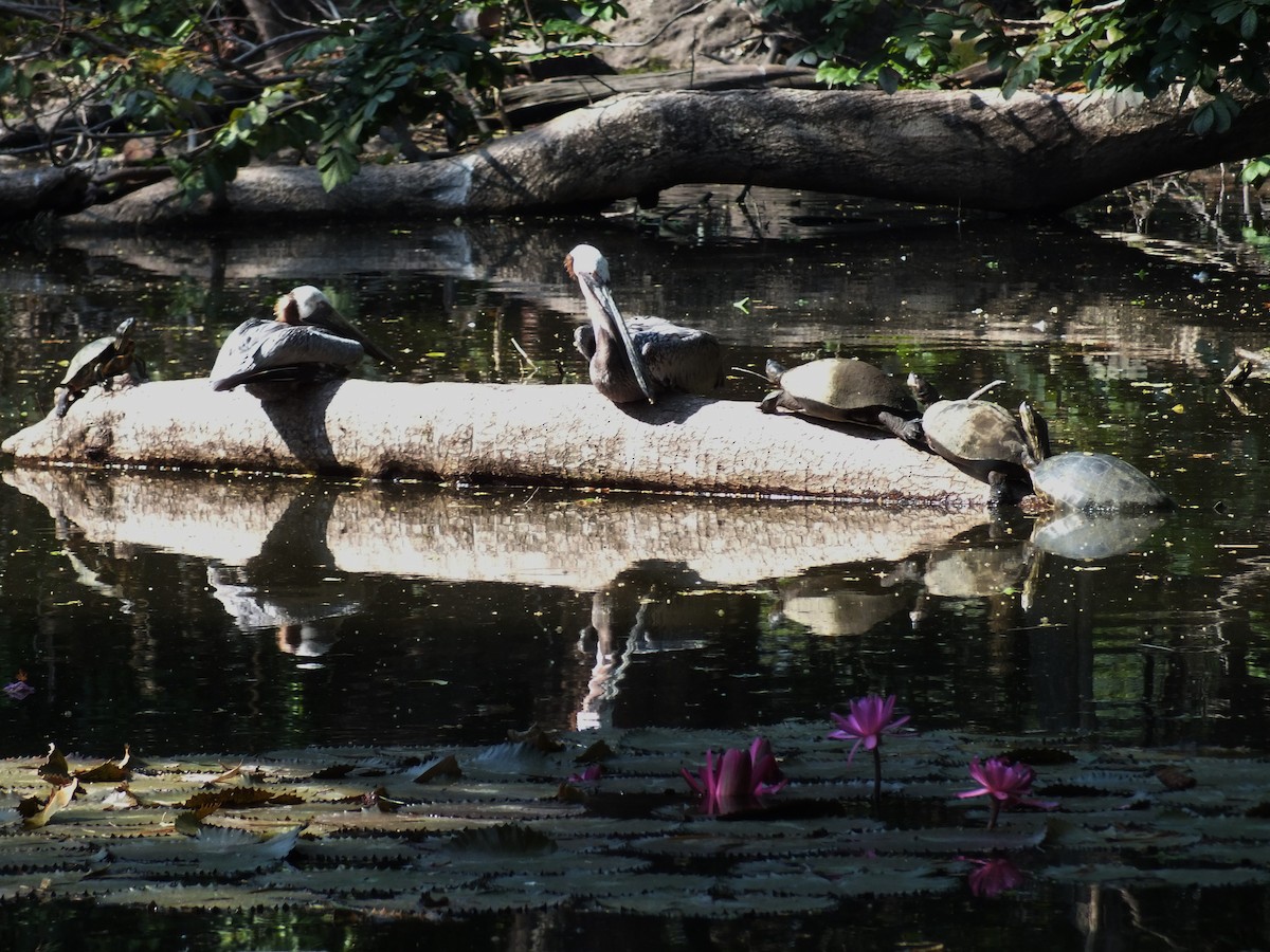 Brown Pelican - ML99171581