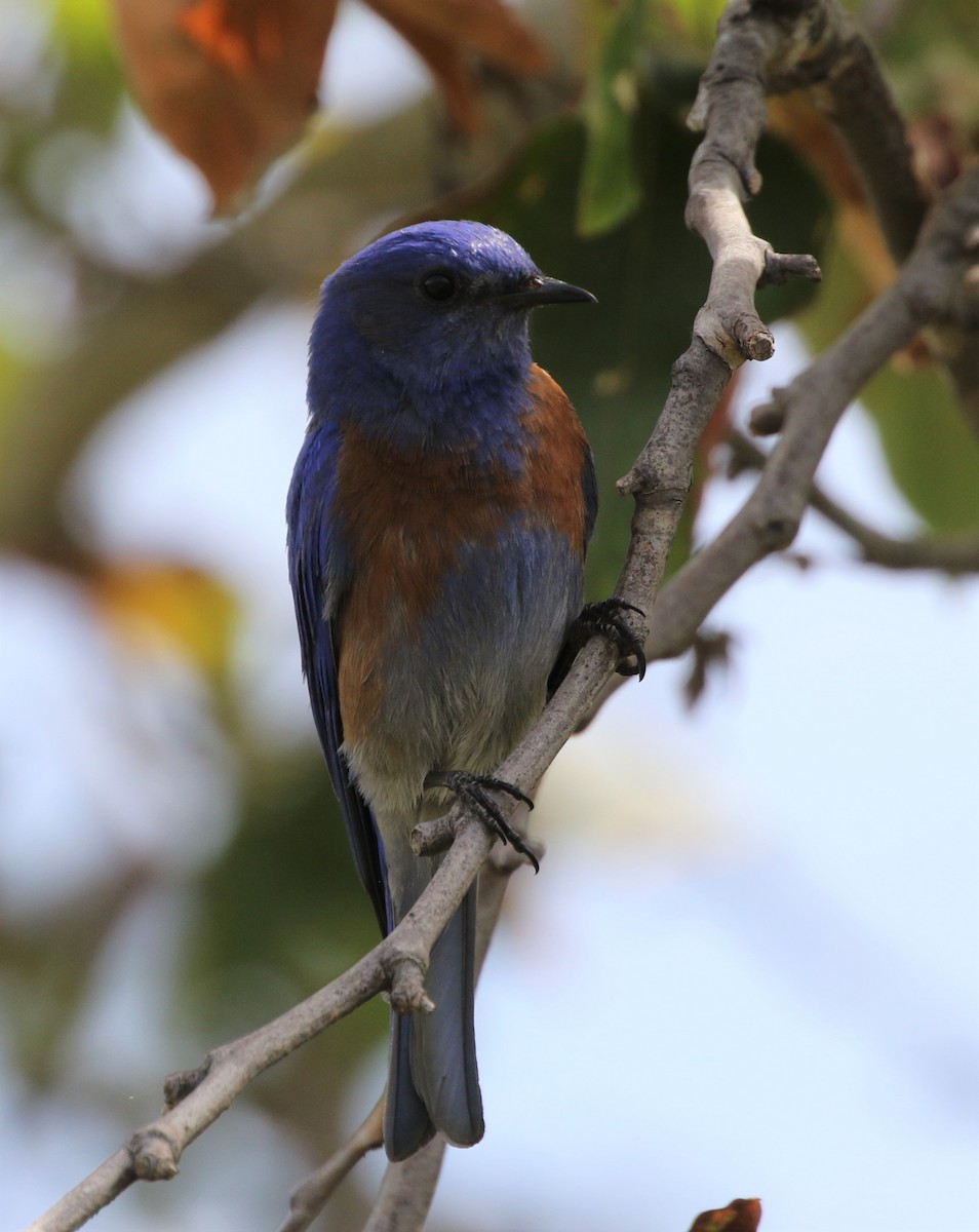 Western Bluebird - Mike "mlovest" Miller