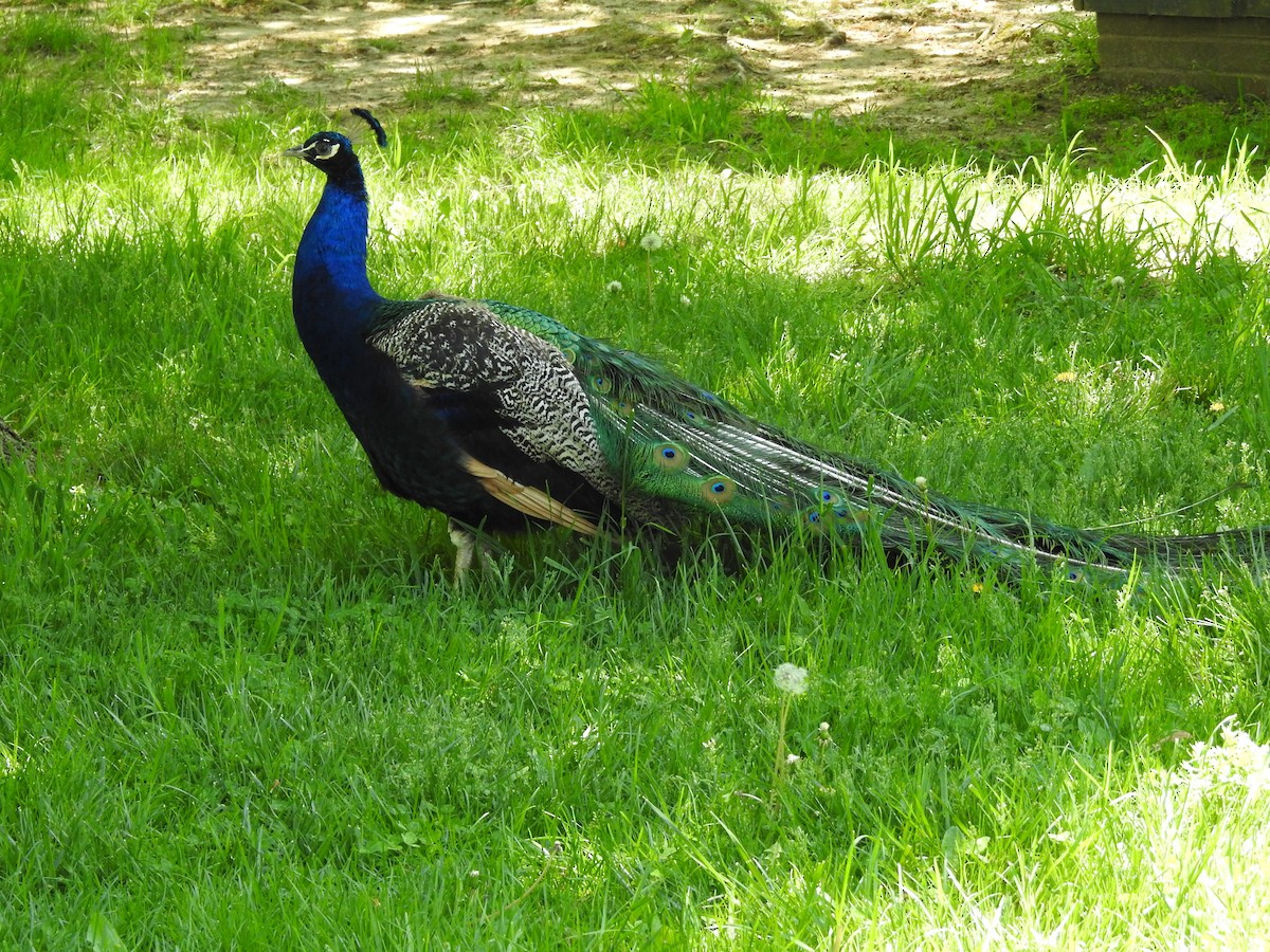 Indian Peafowl (Domestic type) - ML99171901