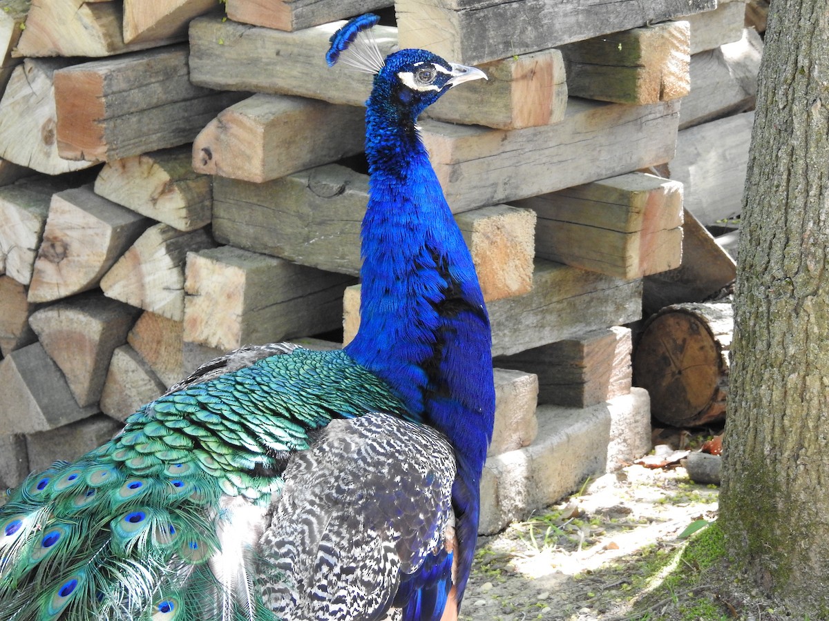 Indian Peafowl (Domestic type) - Aubrey Merrill