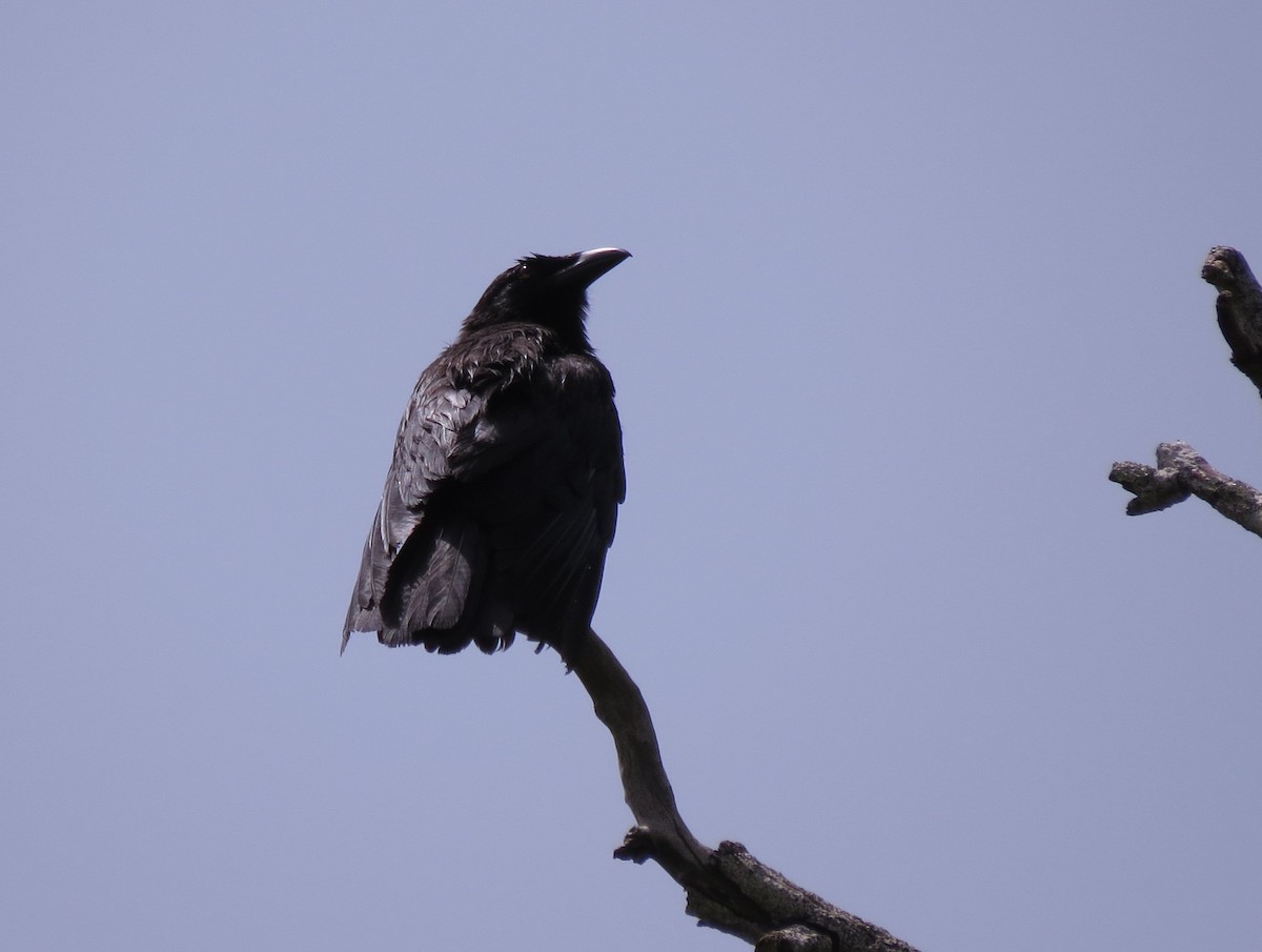 Jamaican Crow - ML99172361