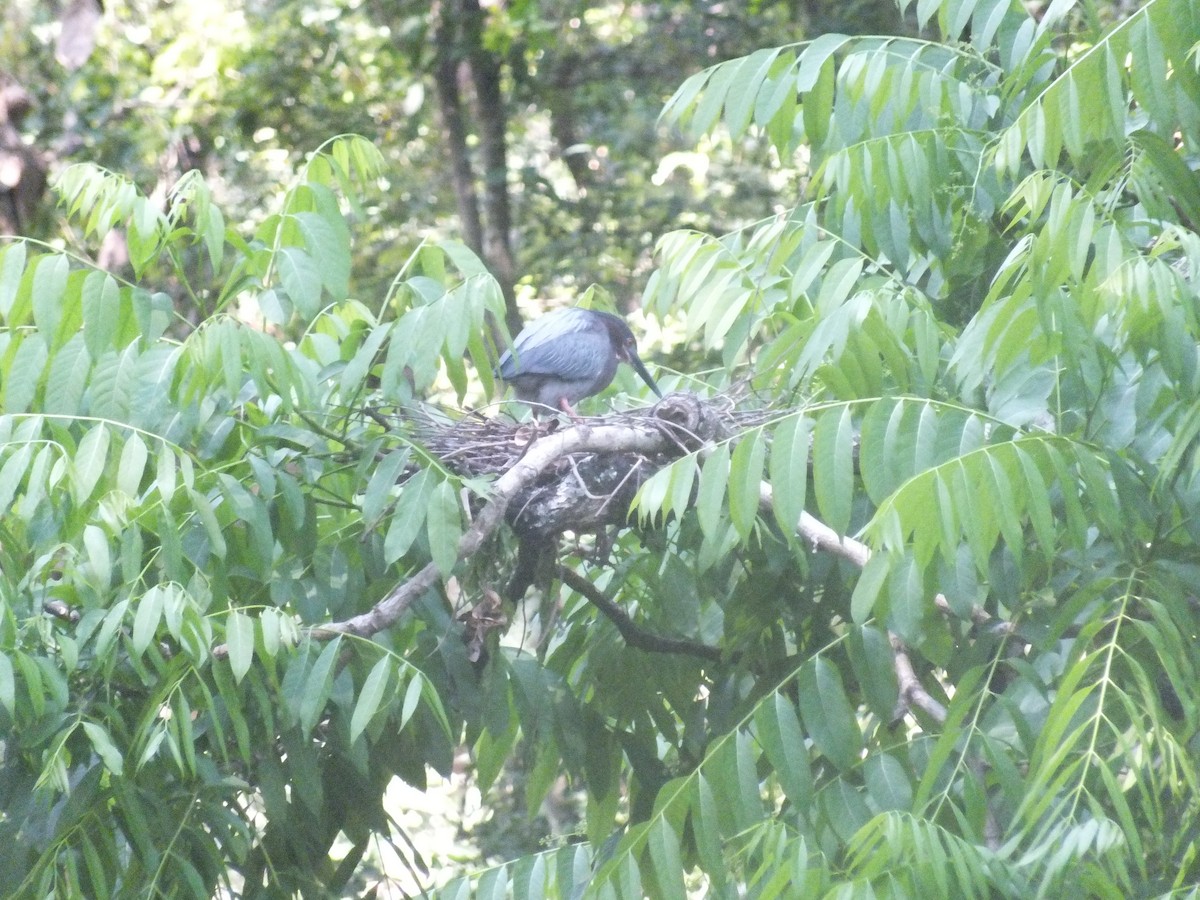 Green Heron - ML99172461