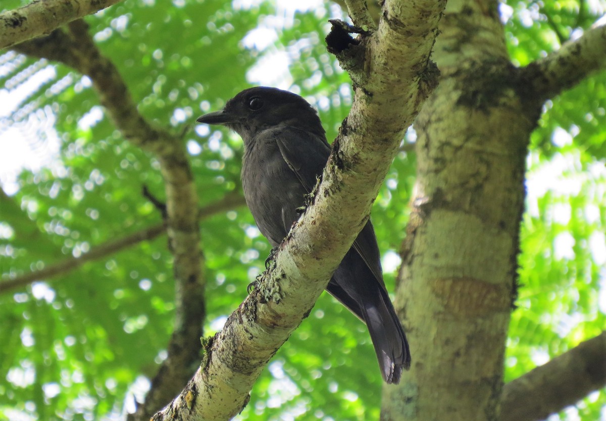 Jamaican Becard - Rob Van Epps